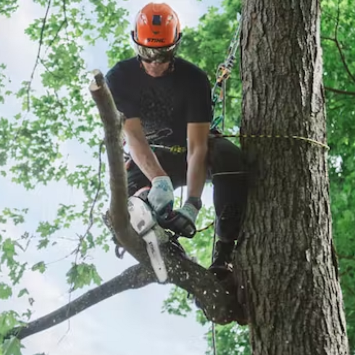 STIHL MS 151 T C-E Gas Powered Chainsaw Easy2Start | Main Street Mower | Winter Garden | Clermont | Ocala