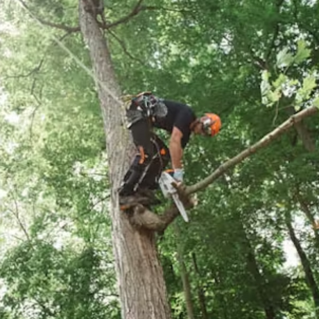 STIHL MS 151 T C-E Gas Powered Chainsaw Easy2Start | Main Street Mower | Winter Garden | Clermont | Ocala