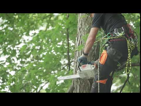 STIHL MS 151 T C-E Gas Powered Chainsaw Easy2Start | Main Street Mower | Winter Garden | Clermont | Ocala