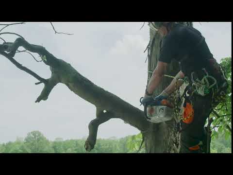 STIHL MS 194 T Gas Powered Chainsaw | Main Street Mower | Winter Garden | Clermont | Ocala