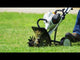 STIHL MM 56 C-E YARD BOSS Gas Powered Cultivator | Main Street Mower | Winter Garden | Clermont | Ocala